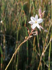 Trachyandra tabularis