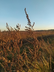 Artemisia vulgaris