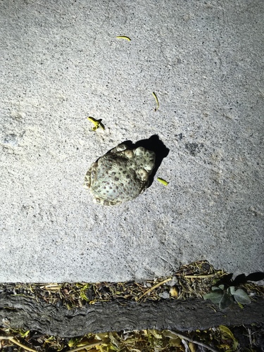 iNaturalist observation photo of Red-spotted Toad