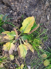 Plantago major