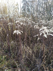 Solidago gigantea