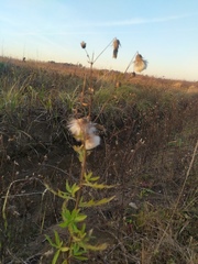 Cirsium arvense