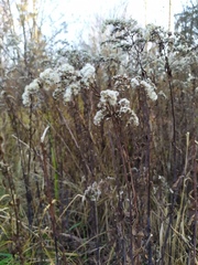 Solidago gigantea