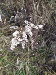 Solidago gigantea