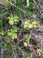 Ranunculus repens