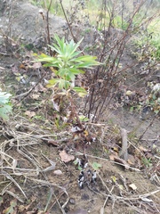 Artemisia vulgaris