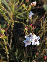 Adenandra brachyphylla