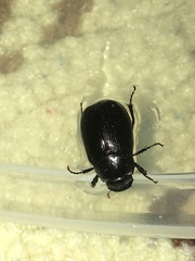 Apogonia expeditionis