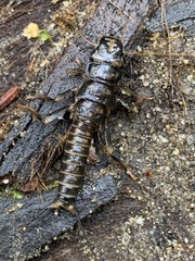 Hesperoperla pacifica