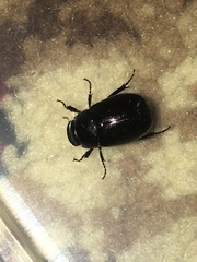 Apogonia expeditionis