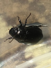 Apogonia expeditionis