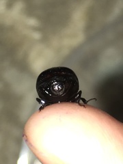 Apogonia expeditionis