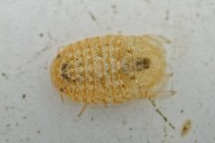 Sphaeroma serratum