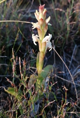 Satyrium stenopetalum