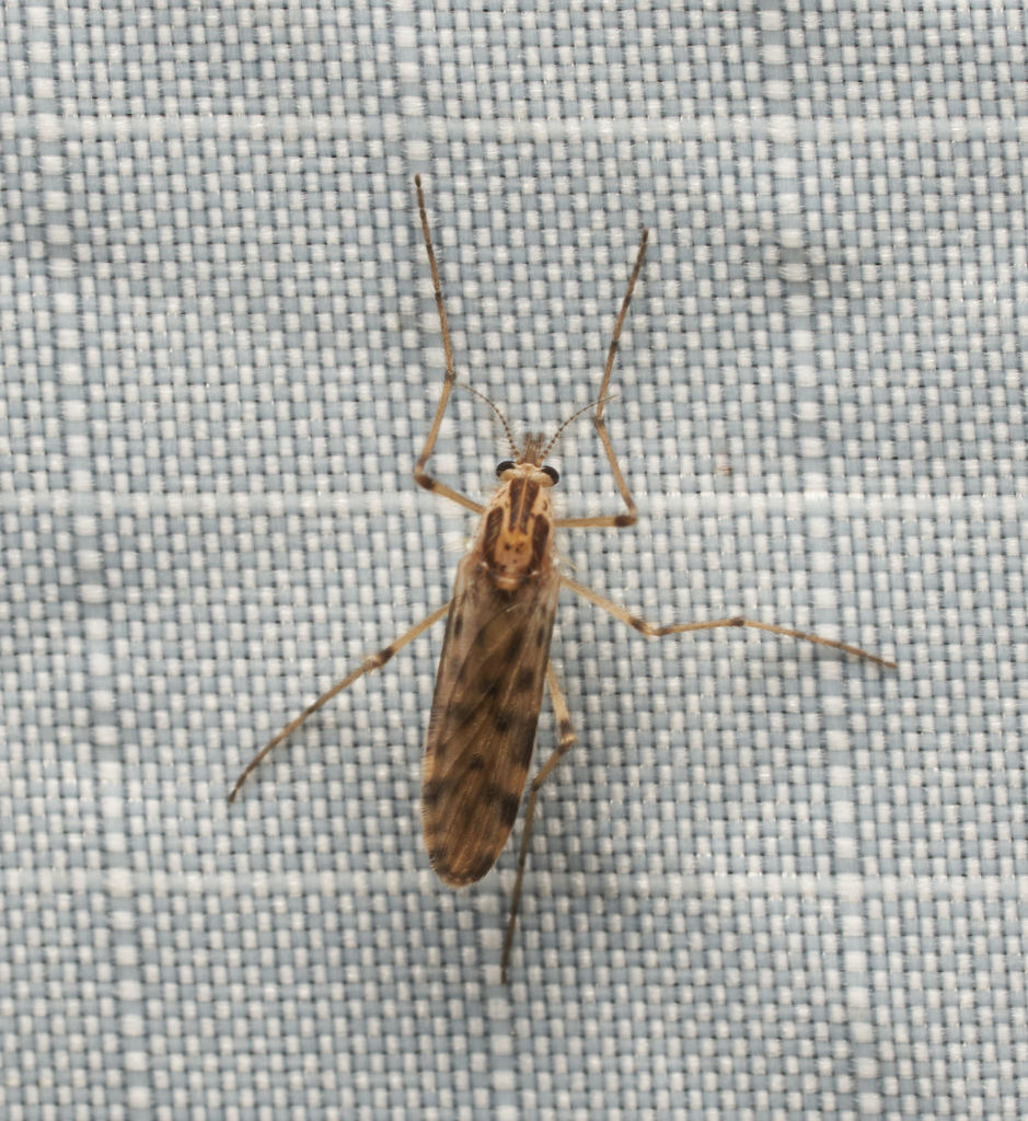 Schadonophasma