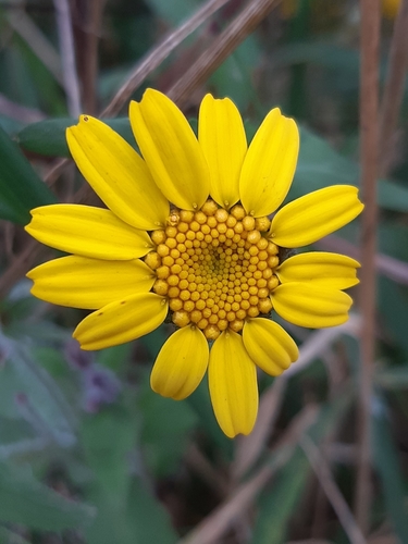 Corndaisy (Glebionis segetum)