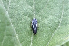 Graphocephala lugubris