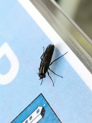 Thereva albovittata