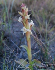 Satyrium stenopetalum