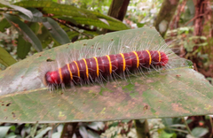 Gunayan rhacia