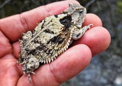 Phrynosoma braconnieri