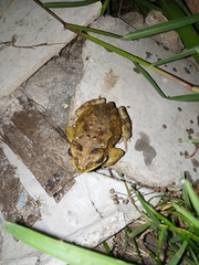 Duttaphrynus melanostictus