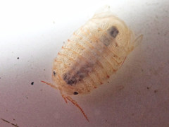 Sphaeroma serratum