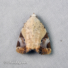 Pseudeustrotia semialba