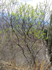 Pseudosmodingium andrieuxii