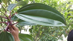 Meriania nobilis
