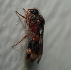 Ephutomorpha bivulnerata