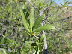 Diospyros lycioides lycioides