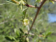 Diospyros lycioides lycioides