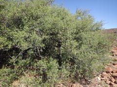 Diospyros lycioides lycioides