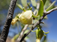 Diospyros lycioides lycioides