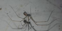 Hoplopholcus forskali