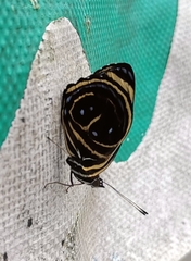 Callicore texa titania