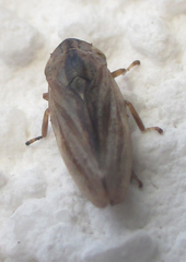 Aphrophoridae