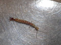 Evalljapyx propinquus
