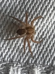 Philodromus
