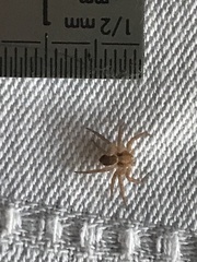 Philodromus