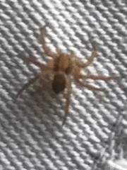 Philodromus