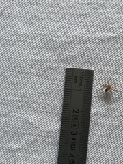 Philodromus