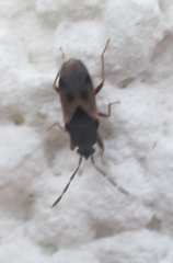 Tropistethus holosericus