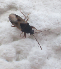 Tropistethus holosericus