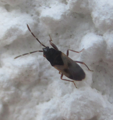 Tropistethus holosericus