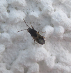 Tropistethus holosericus