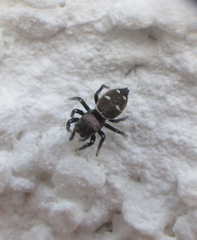 Salticidae