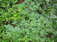 Sedum palmeri