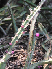 Lepismium cruciforme